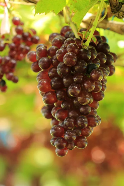 Ripening red grape — Stock Photo, Image