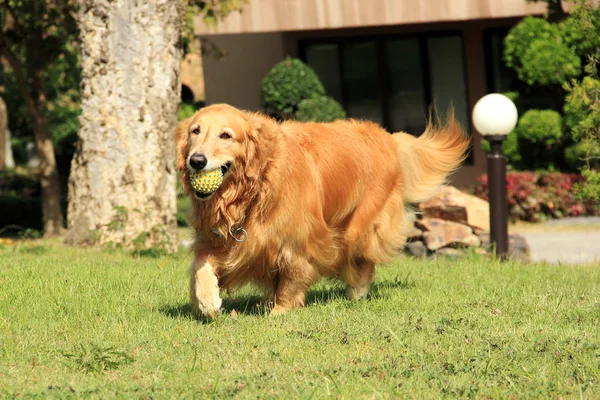 Golden Retriever çalışıyor — Stok fotoğraf