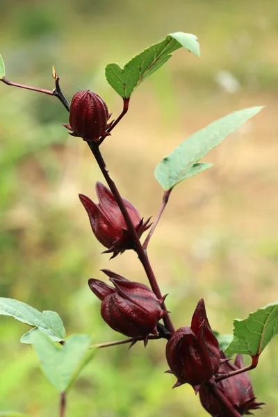 Плоды Roselle на дереве — стоковое фото