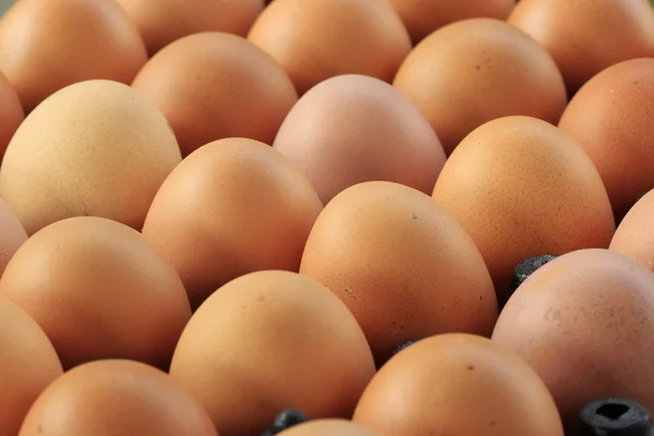 Muovialusta tuoreita munia — kuvapankkivalokuva