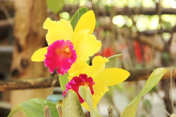 Cattleya yellow orchid flower — Stock Photo, Image