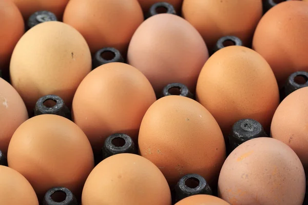 Plastic Tray Eggs — Stock Photo, Image