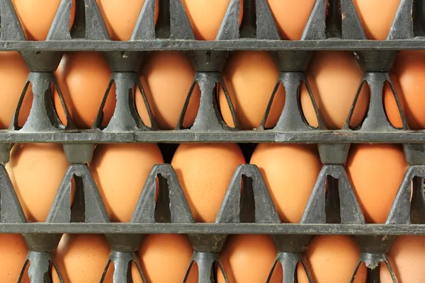 Plastic Tray Eggs — Stock Photo, Image