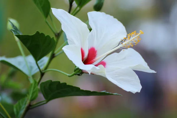 Закрыть белый цветок гибискуса — стоковое фото