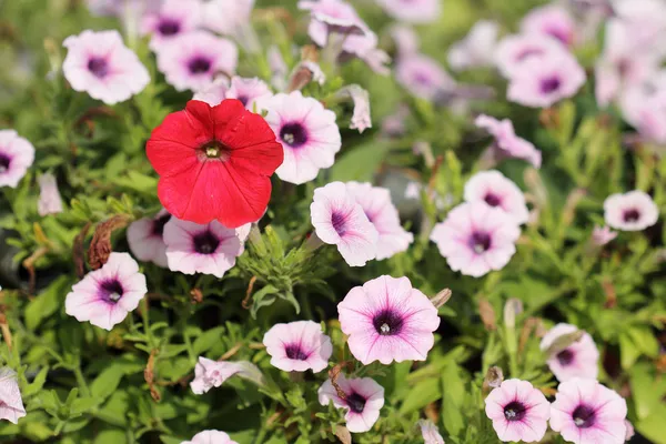 Colorful petunias — Stock Photo, Image