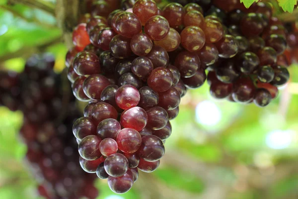 Mûrissement du raisin — Photo