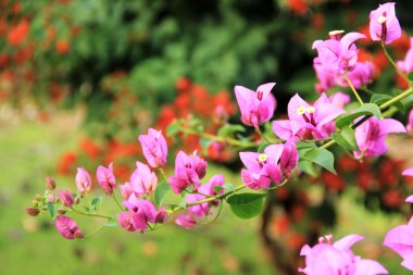 Bougainvillea çiçek