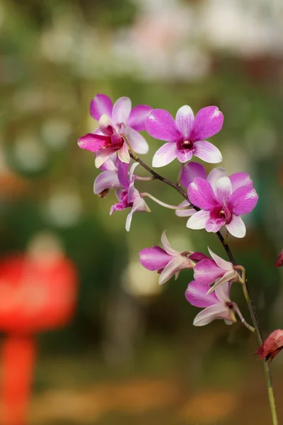 Beautiful Orchids flower — Stock Photo, Image