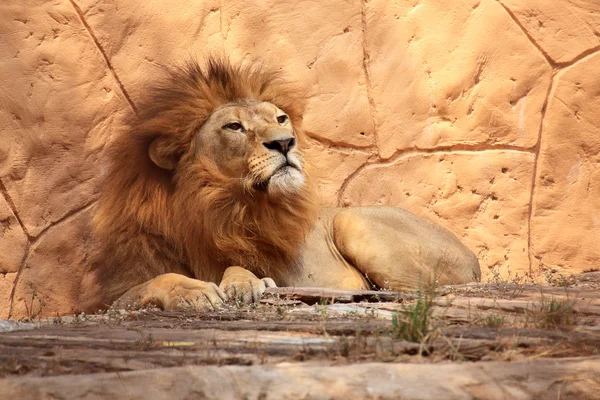 Portrait lion — Stock Photo, Image