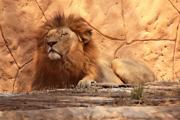 Portré oroszlán alszik — Stock Fotó