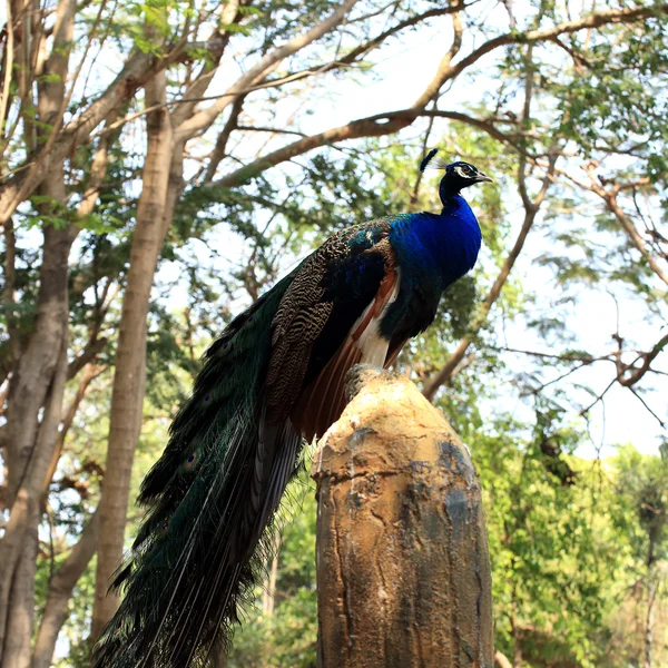 Chiudere Blue Peacock — Foto Stock