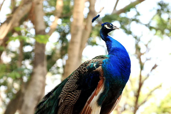 Chiudere Blue Peacock — Foto Stock