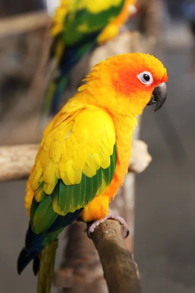 Papagaio-amarelo — Fotografia de Stock