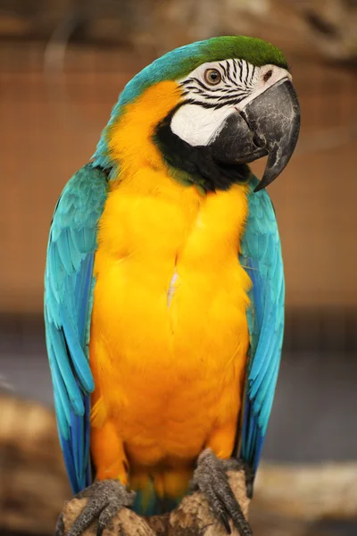 Blue and yellow macaw i — Stock Photo, Image