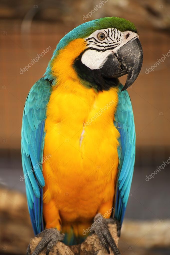Resultado de imagen para el guacamayo azul