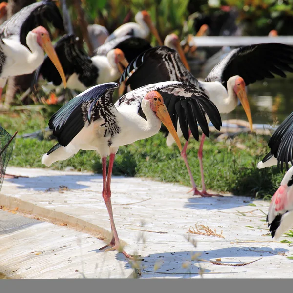 Painted Stork expand the wings — Stock Photo, Image