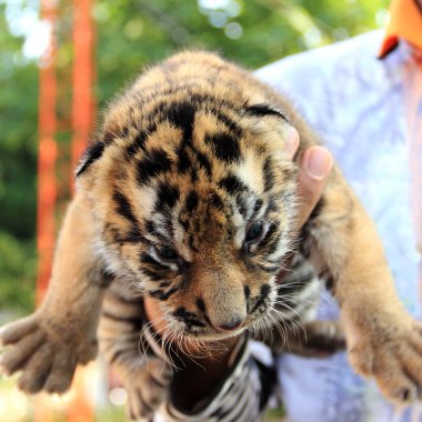 sevimli küçük kaplan