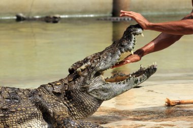 show van krokodillen hand in de kaken van een krokodil