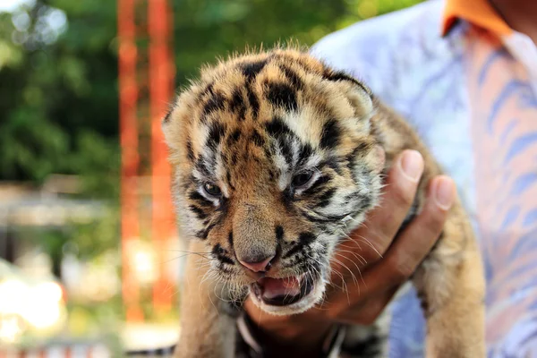 Tigre pequeno bonito — Fotografia de Stock