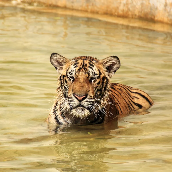 Gros plan Tigre du Bengale — Photo