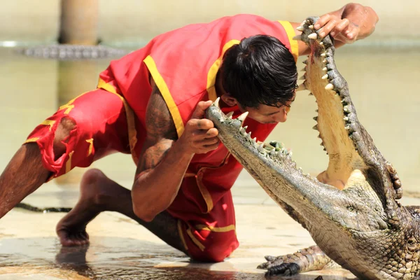 Mostra de crocodilos — Fotografia de Stock