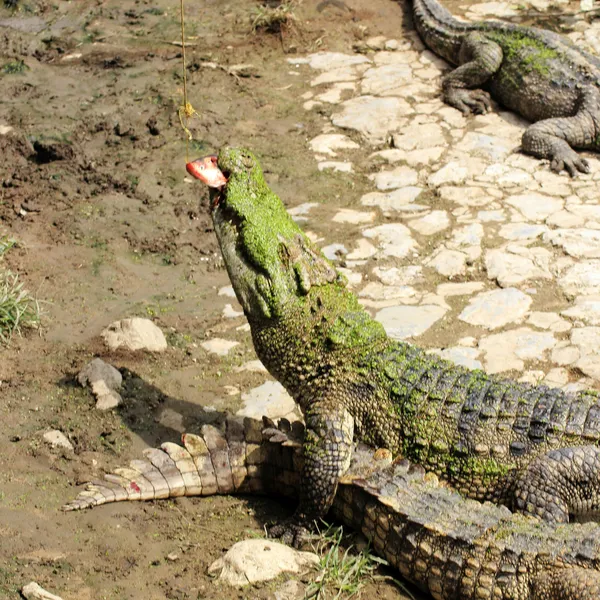 Crocodilo comendo peixe cru — Fotografia de Stock