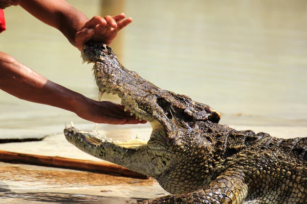 Mão nas mandíbulas de um crocodilo — Fotografia de Stock