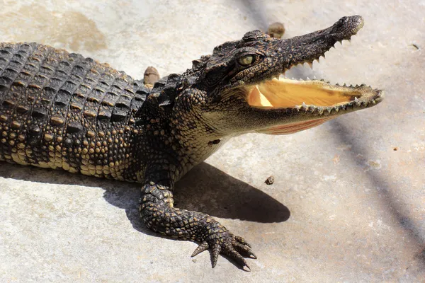 Krokodil med öppen mun — Stockfoto