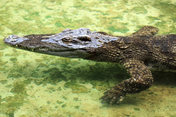 Cocodrilo nadando — Foto de Stock