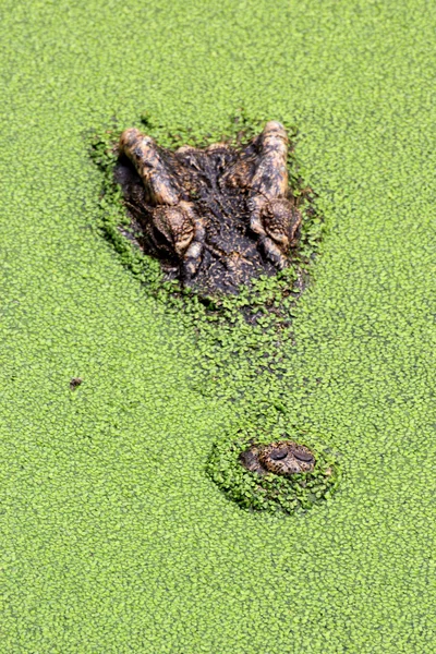 Close up Crocodile swimming — Stock Photo, Image