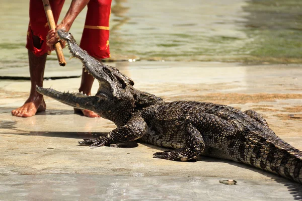 Espetáculo de crocodilo — Fotografia de Stock