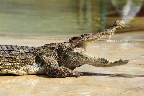 Fechar de crocodilo — Fotografia de Stock