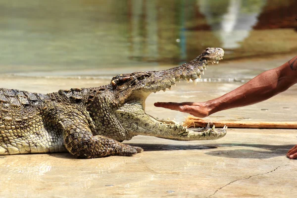 Zoo keeper in Thailand put his hand into the jaws of a crocodile — Stock Photo, Image