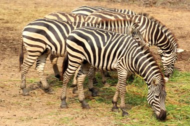 afrika zebra 