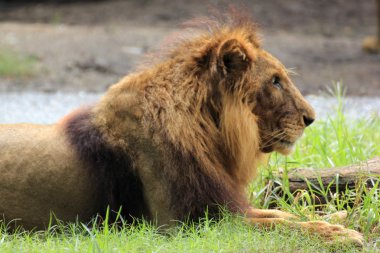 erkek aslan şekerleme alır 