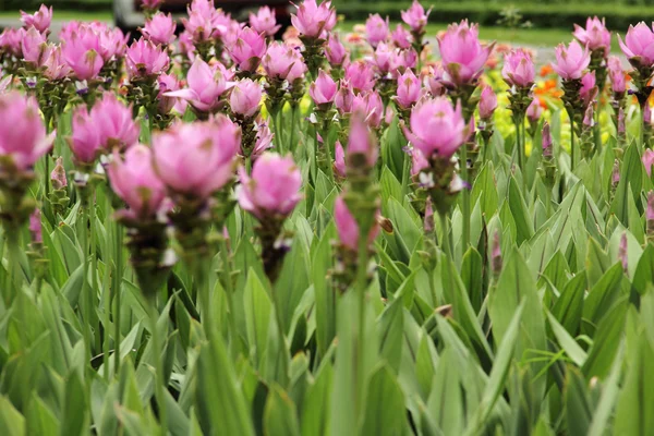 Siam tulpe im bagkok park — Stockfoto