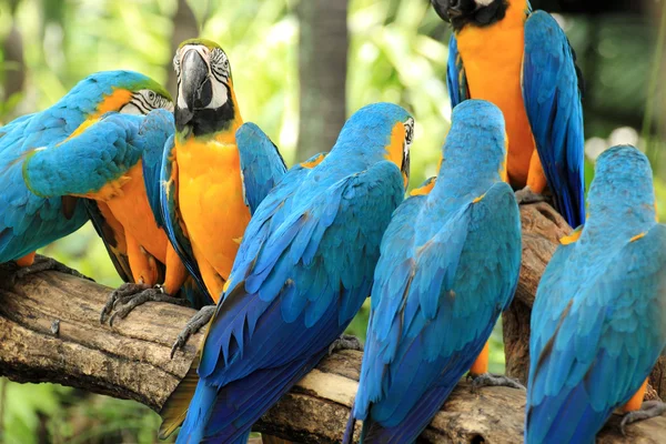 Macaws — Stock fotografie