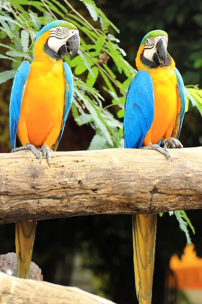 Macaws — Stock Photo, Image