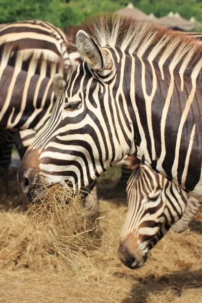 Zebra äter gräs — Stockfoto