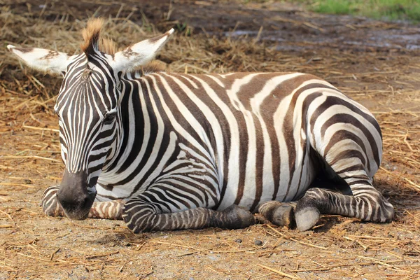 Zebra dormindo em campo — Fotografia de Stock