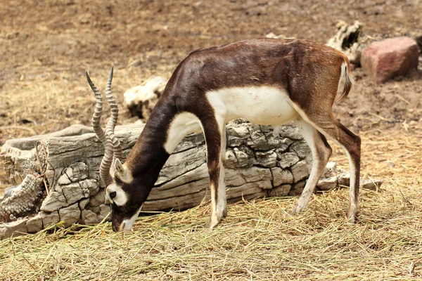 Impala. — Fotografia de Stock