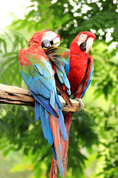 two macaws 