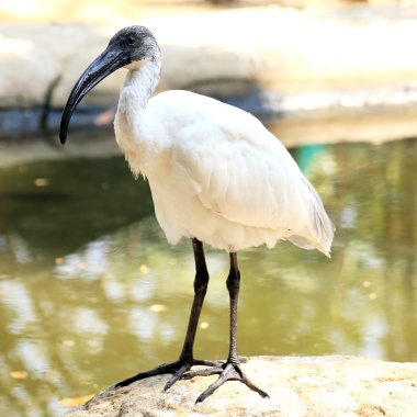 siyah kafa Ibis 