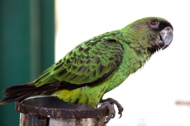 Green parrot  clipart