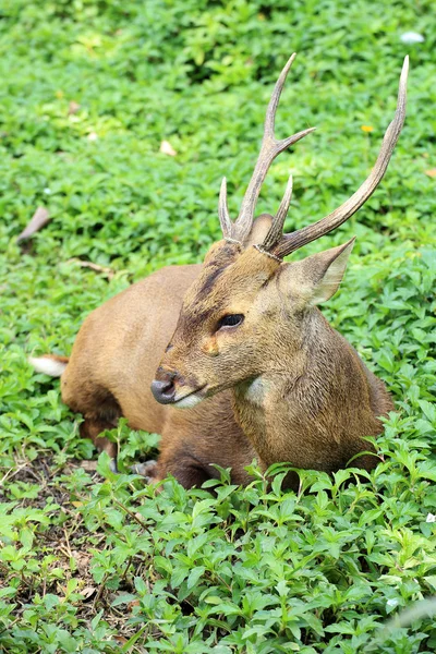 Aksehjort – stockfoto