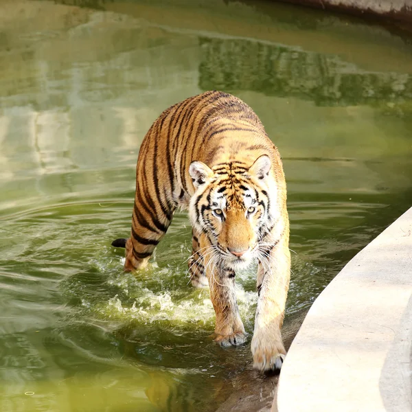 El tigre de Bengala — Foto de Stock