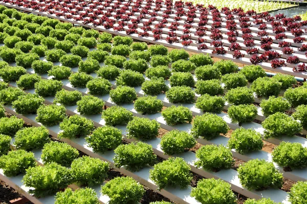 çiftlik hydroponic Ekim