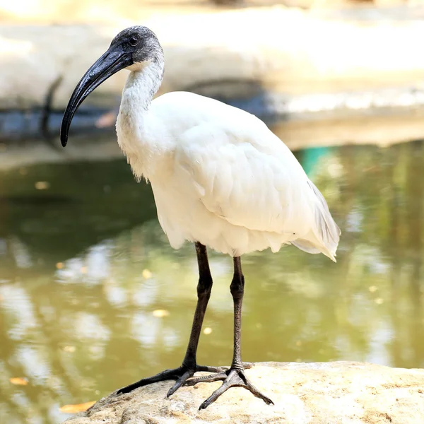 Černá hlava ibis — Stock fotografie