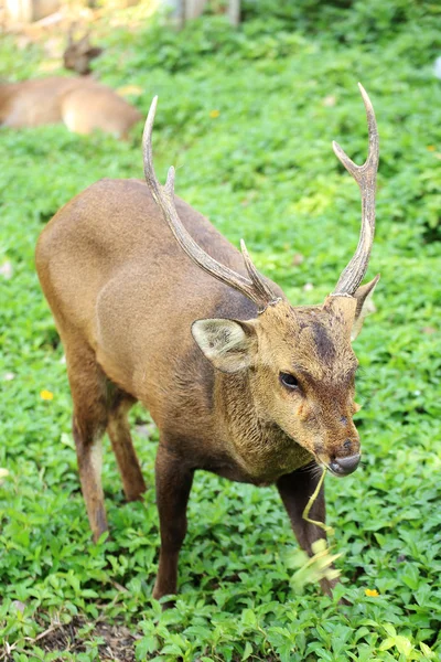 Deer bucks — Stock Photo, Image