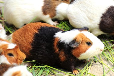 Grup, eskiden şiling şimdi domuz 